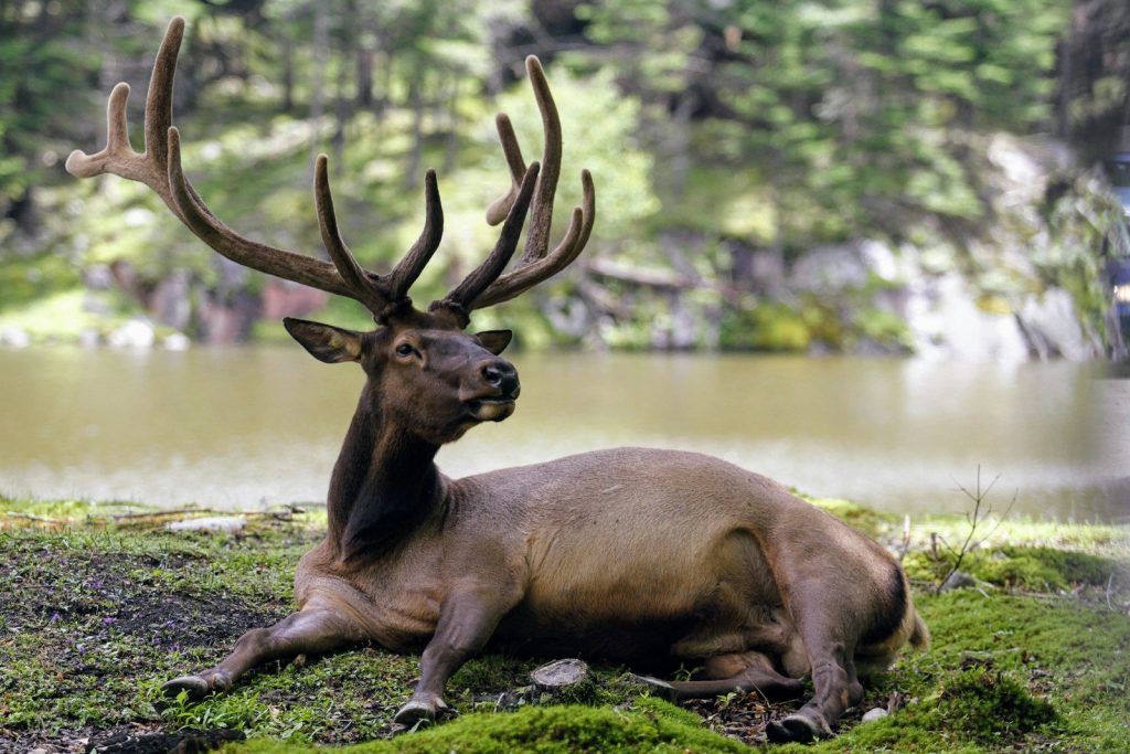 tilt-shift photography of deer