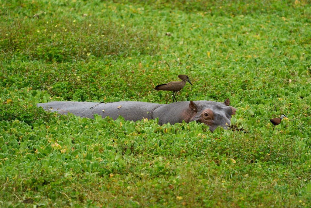 A hippopotamus rests in green grass with birds.