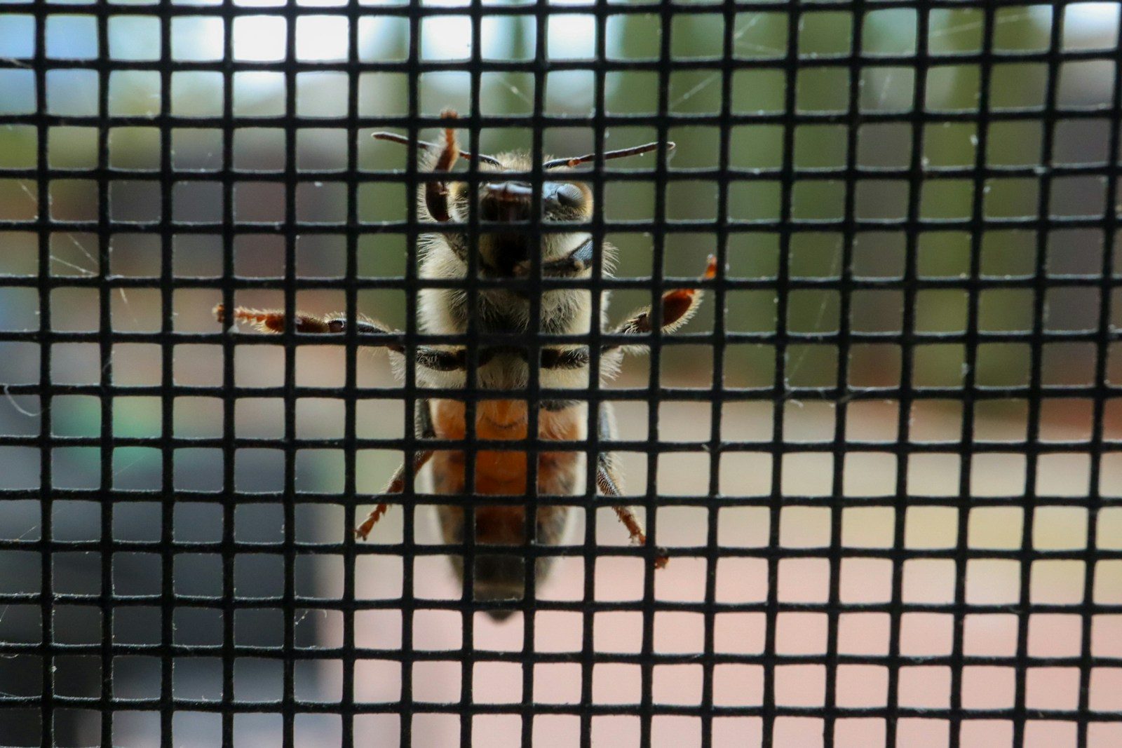 black and brown insect on black metal screen