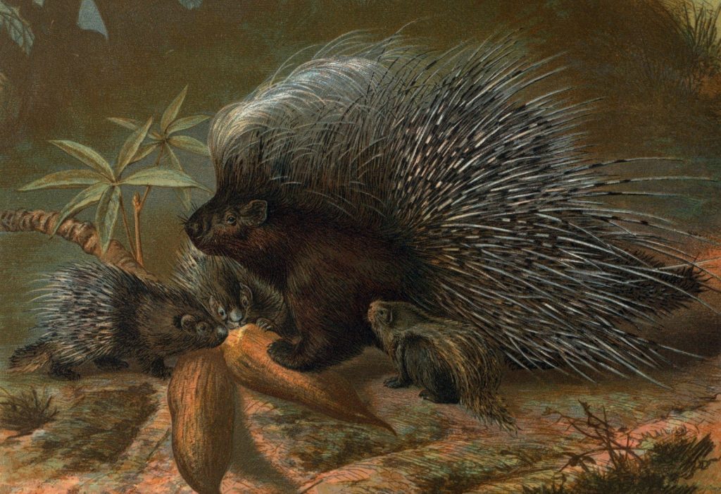 Porcupines gathered together on a branch