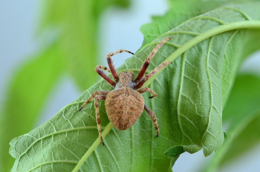 brown spider perched on green leaf