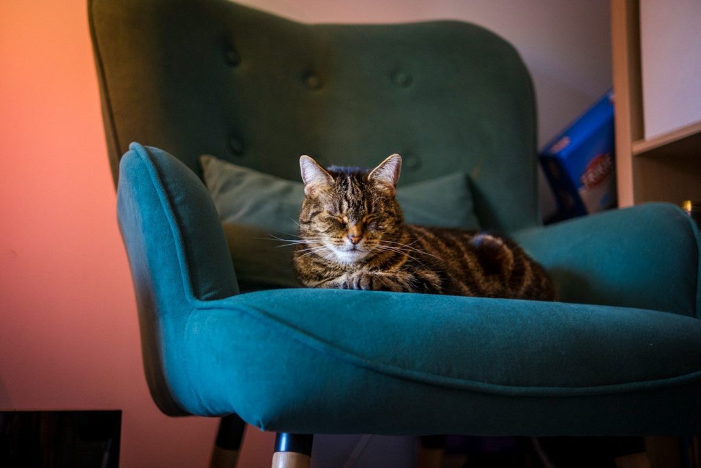 a cat sitting on a chair