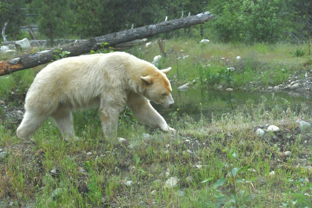 a polar bear walking in a grassy area