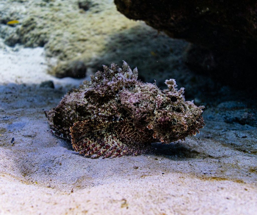 A close up of a plant on a sandy surface