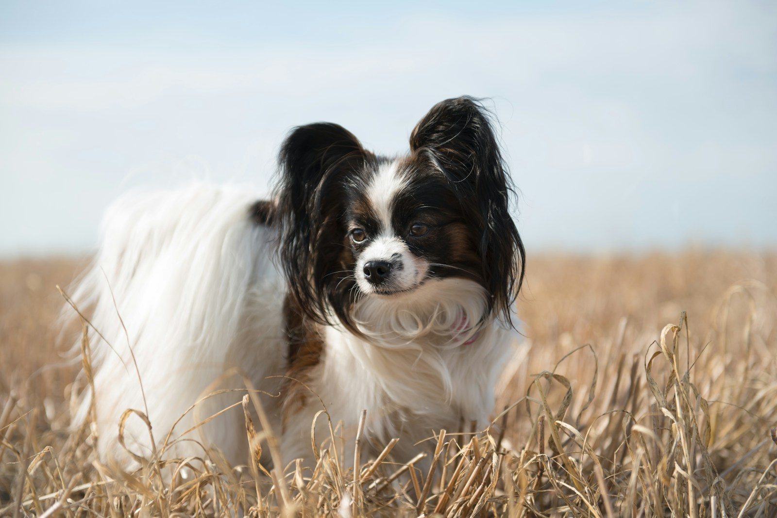 a dog standing in a field of wheat