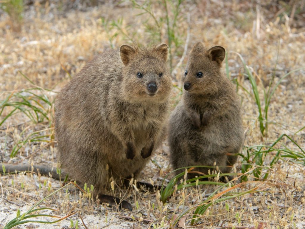 A couple of brown bears standing on top of a grass covered field