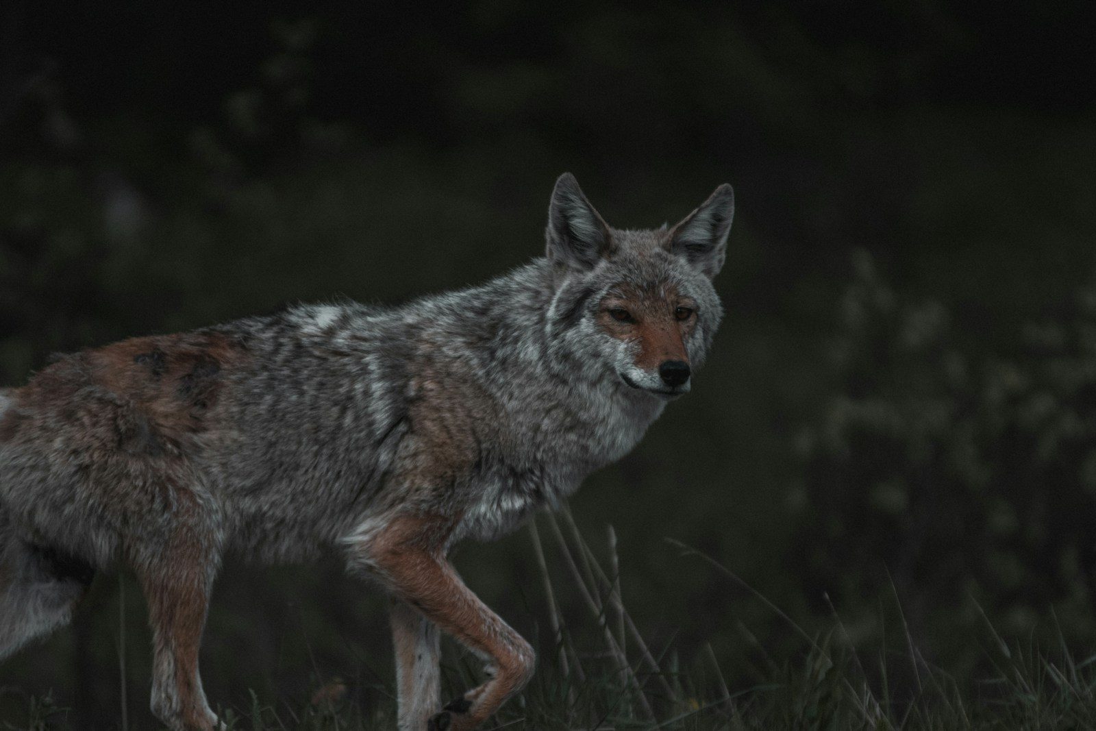 white and brown fox on green grass during daytime