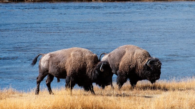 two buffalos are walking along a river bank