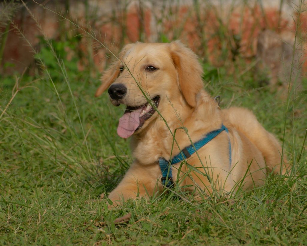 a dog laying in the grass with its tongue out