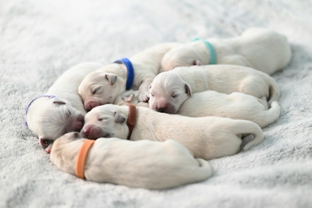 a group of puppies laying on top of each other