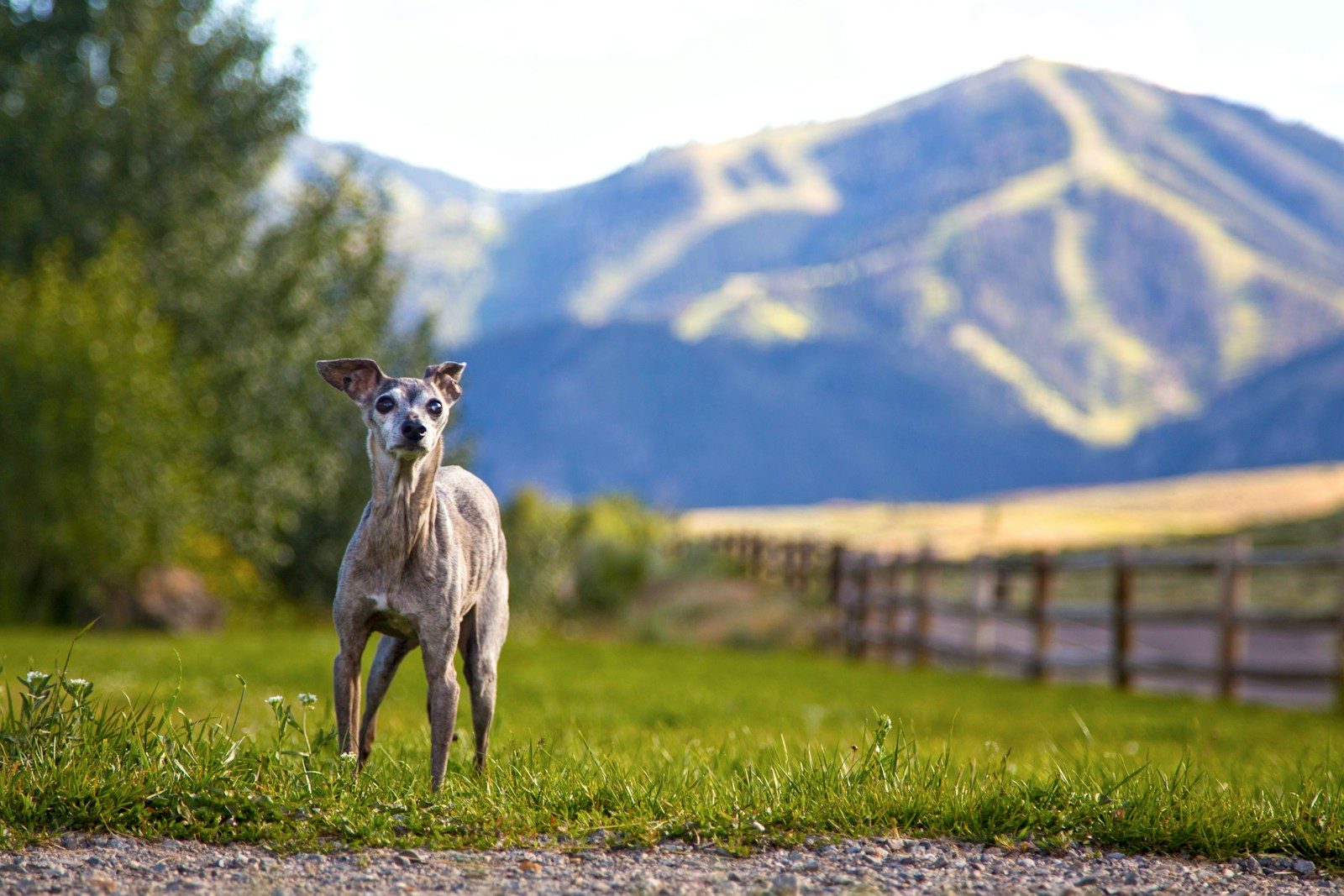 brown and white deer on green grass field during daytime