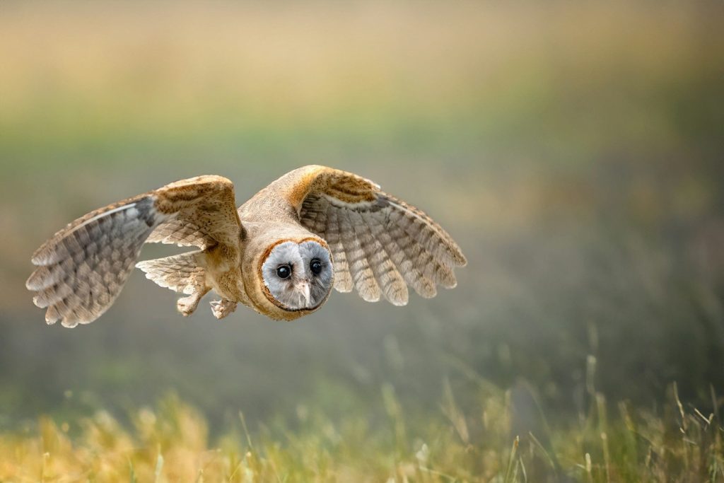 A barn owl flying through a field of tall grass