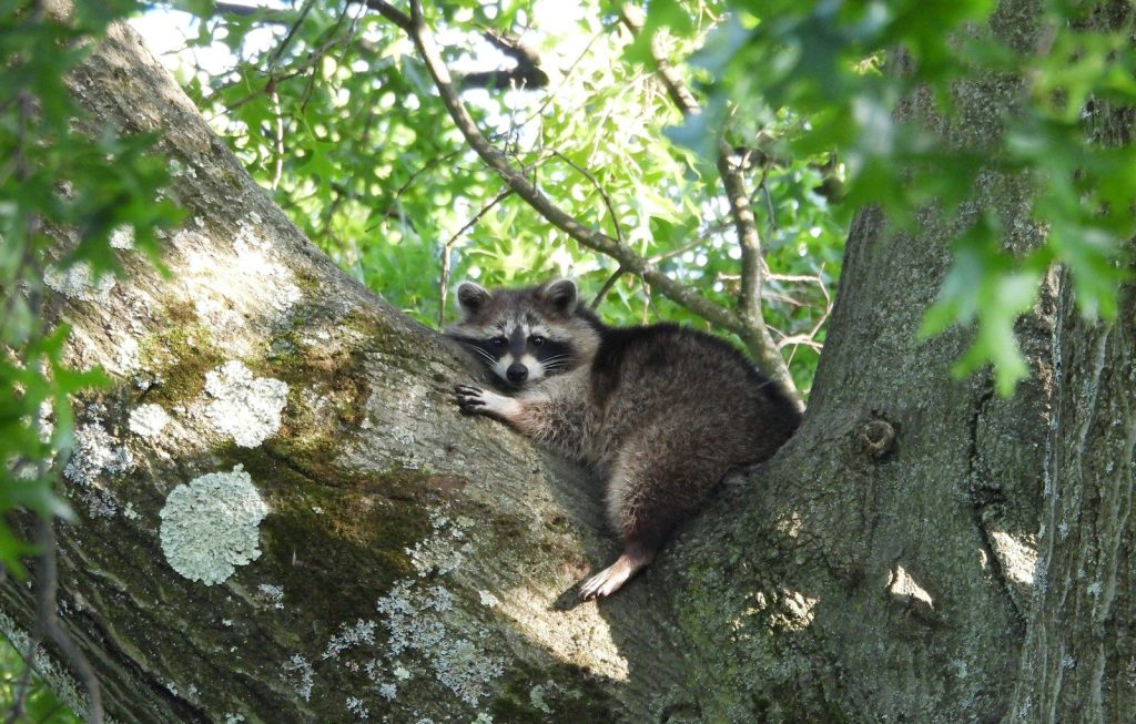 a raccoon is sitting in a tree looking out