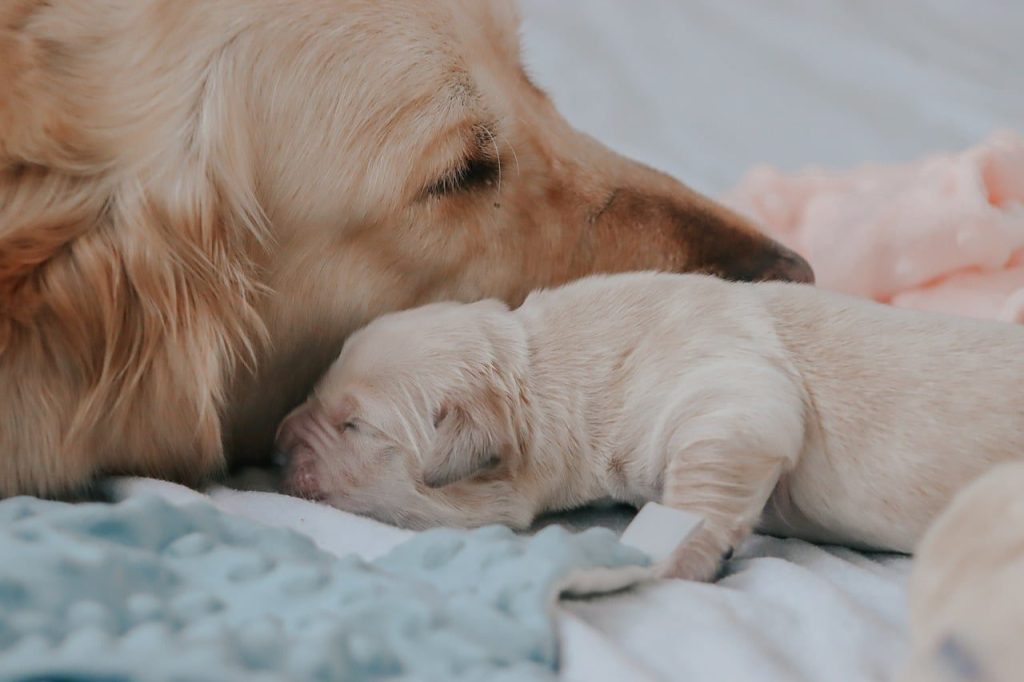 golden retriever, puppy, puppies, dogs, pet, retriever