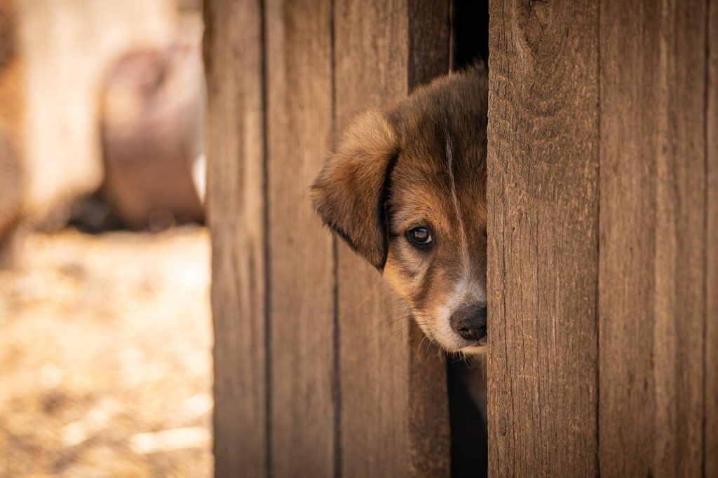pet, dog, adopted, adoption, animal, nature, cute, shelter, puppy, afraid, alone