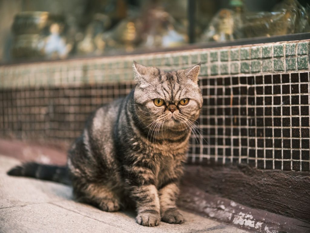 Close-up of an Exotic Shorthair cat sitting by a shop in Hong Kong.