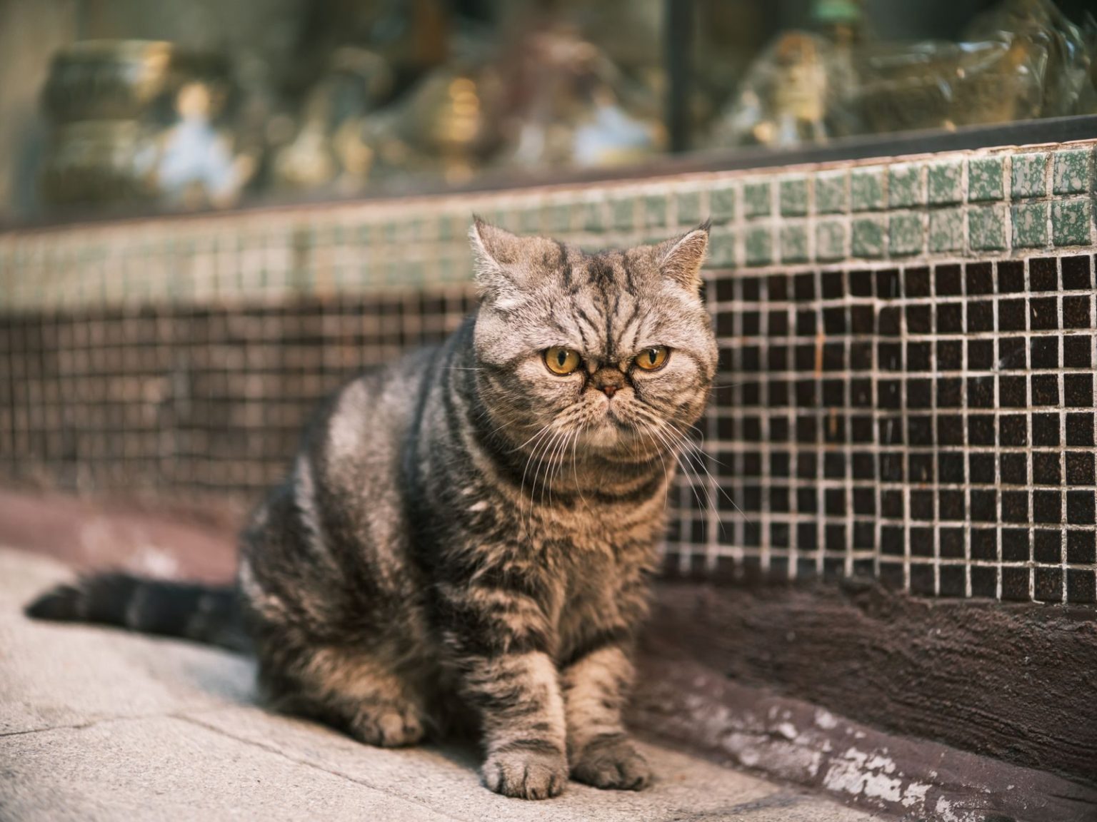 Adorable Cat Breeds With Faces That Are Impossible Not to Love – Hive