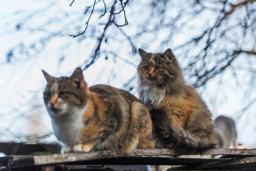Two fluffy cats resting on a tree branch with blurred background in winter. Perfect for animal photography and nature themes.