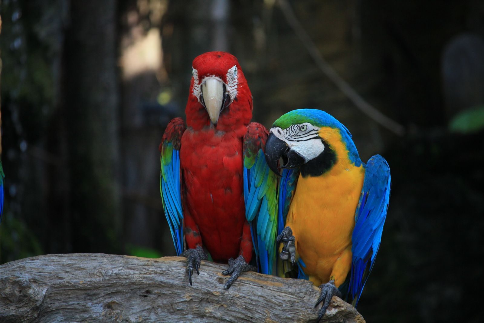 Vibrant macaws showcasing their plumage on a natural perch.