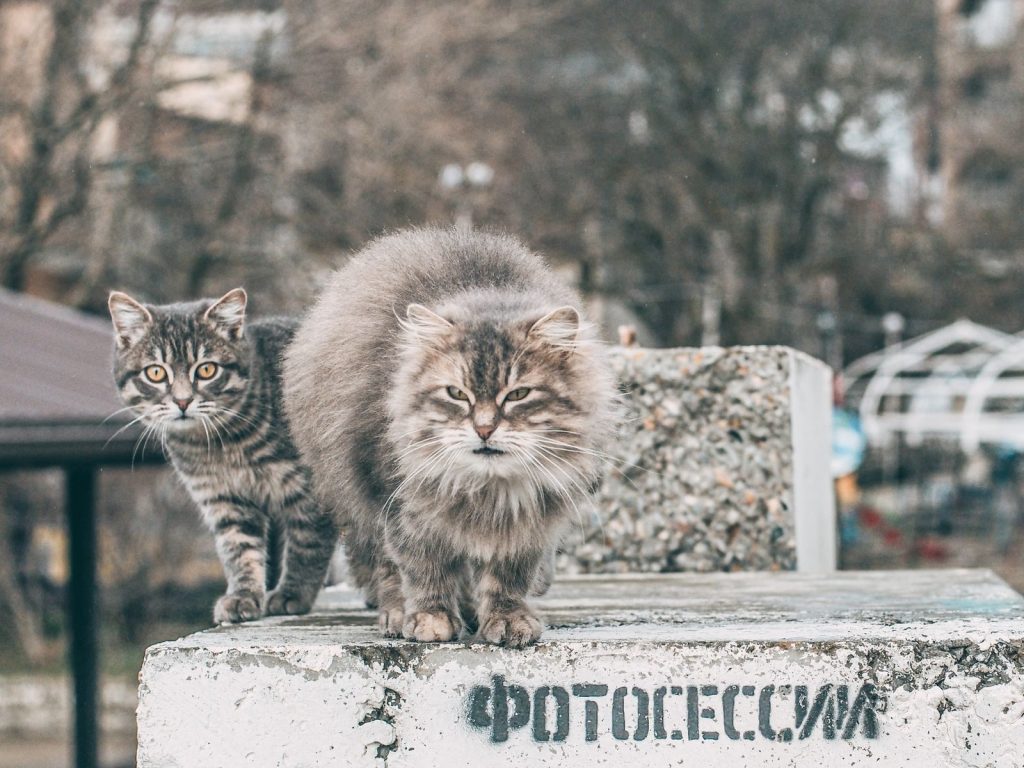 Two cats, one fluffy and one tabby, sitting on a concrete block outdoors.