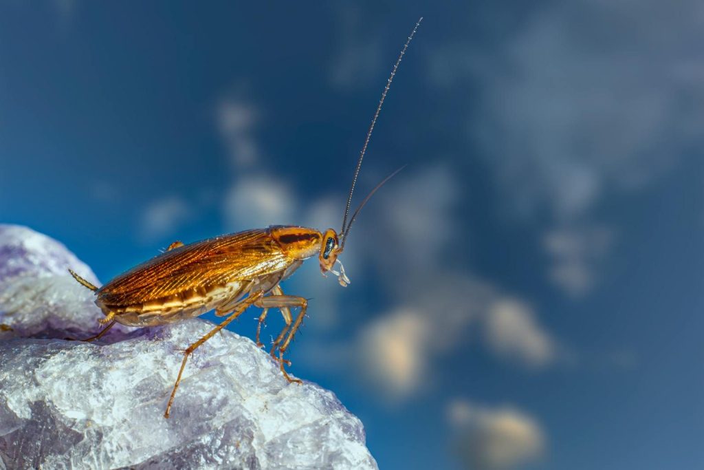 Close-up of a cockroach on a crystal with a blurred blue background.