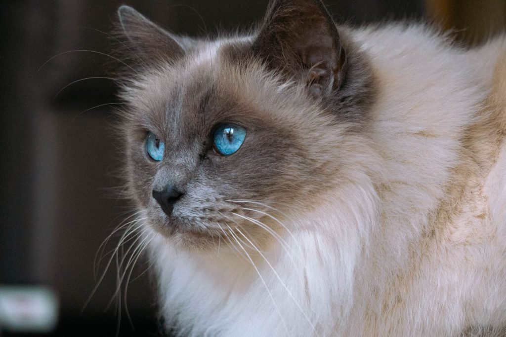 Captivating close-up of a blue-eyed Ragdoll cat with fluffy fur and delicate whiskers.