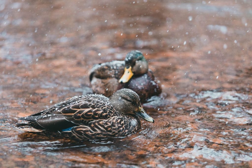 Close-up of mallard ducks in a snowy stream, capturing the serene winter scene.