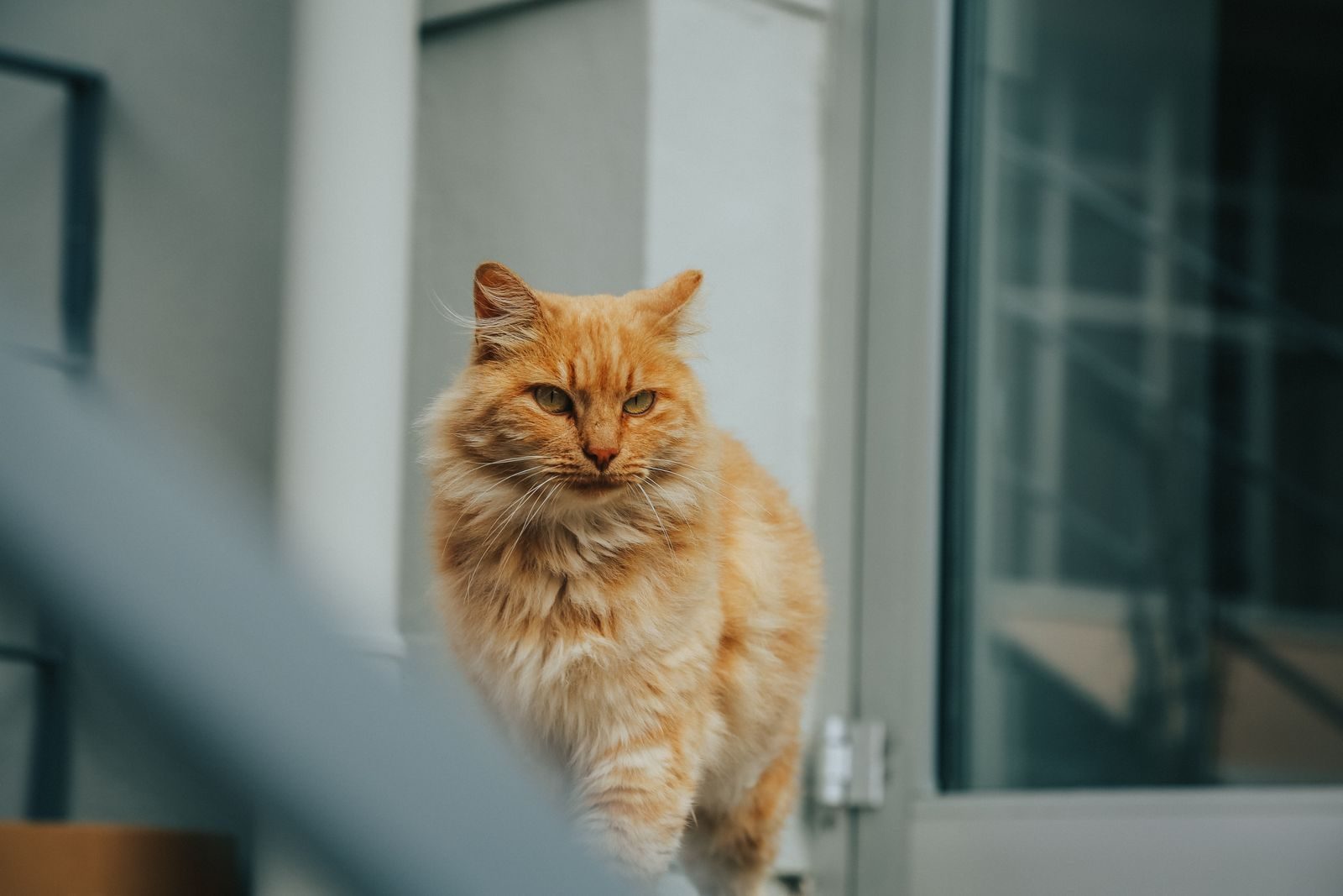 A fluffy ginger domestic cat with long fur exploring a sunny outdoor space.