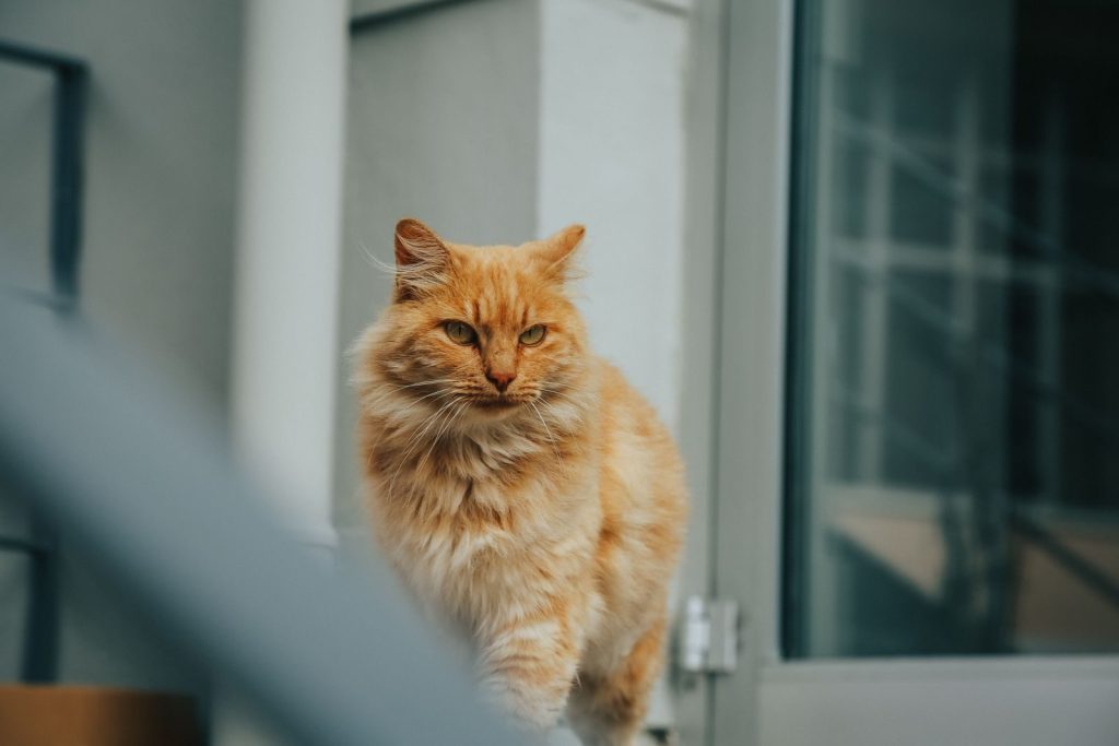 A fluffy ginger domestic cat with long fur exploring a sunny outdoor space.