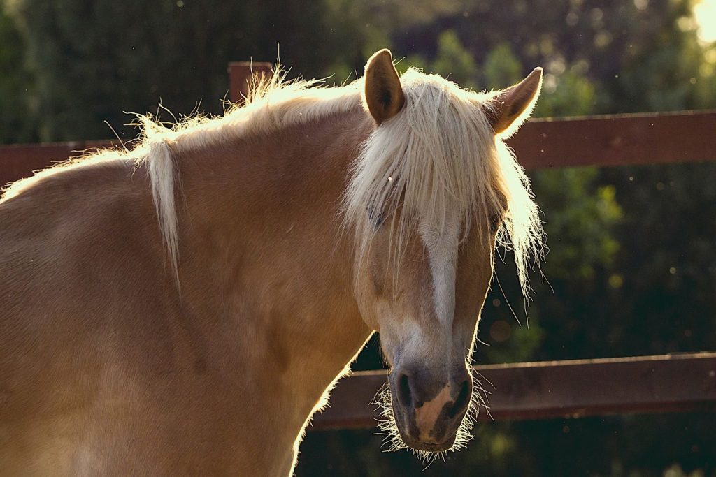 Golden brown horse with blonde mane in sunlight, rural setting with corral.