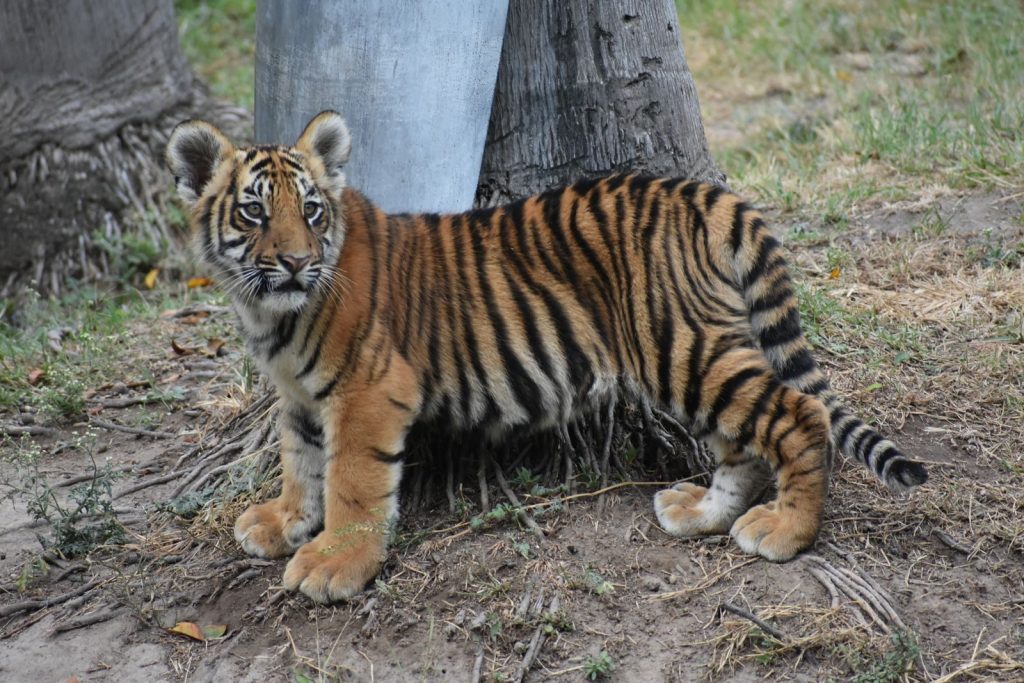 A cute tiger cub exploring outdoors, standing near a tree, showcasing its vibrant stripes.