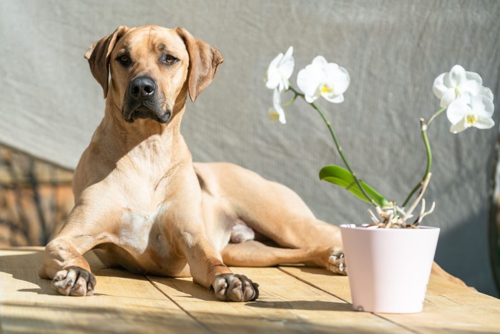 Rhodesian Ridgeback dog lounging near a potted orchid flower on a sunny day.
