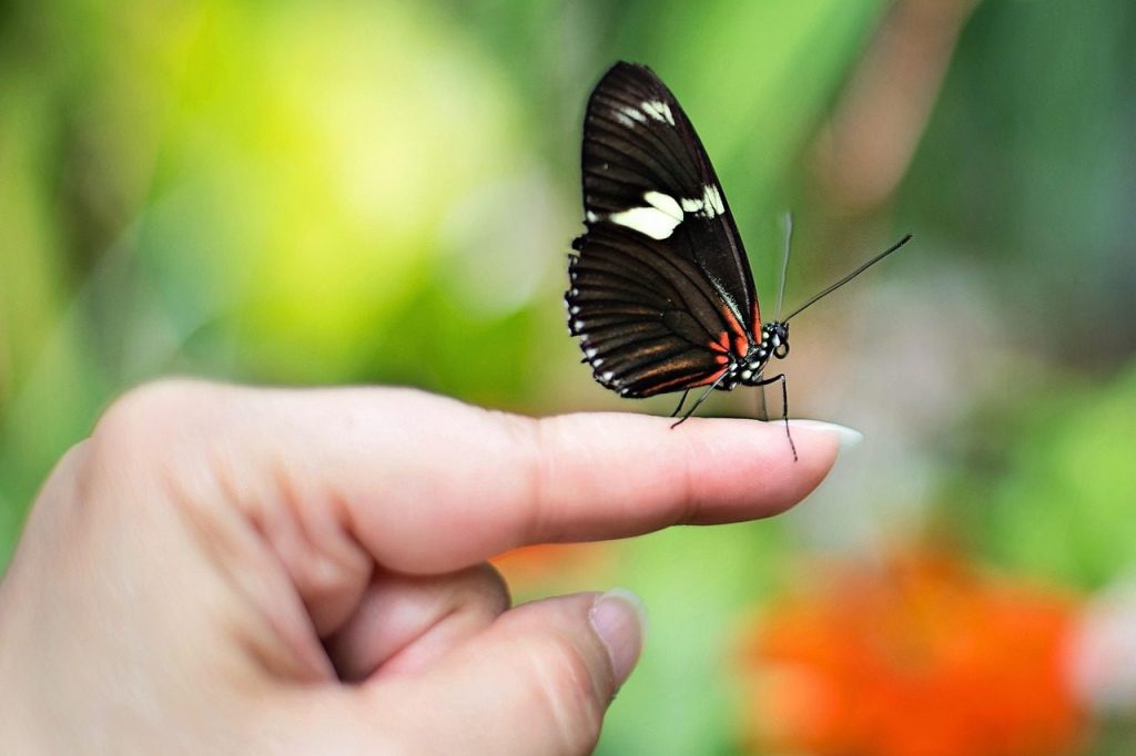 butterfly on finger, butterfly, spring, insect, nature, fragility, butterfly on finger, butterfly, butterfly, butterfly, butterfly, butterfly
