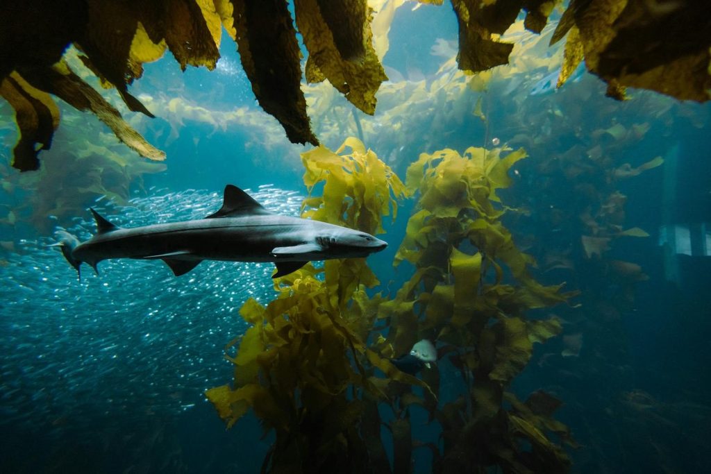 An underwater scene featuring a shark gracefully swimming through a kelp forest with fish.