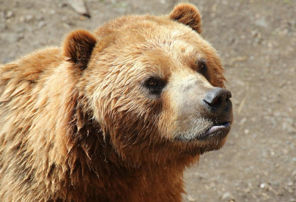 Intimate close-up of a powerful brown bear in the wild, showcasing its fur texture and expression.