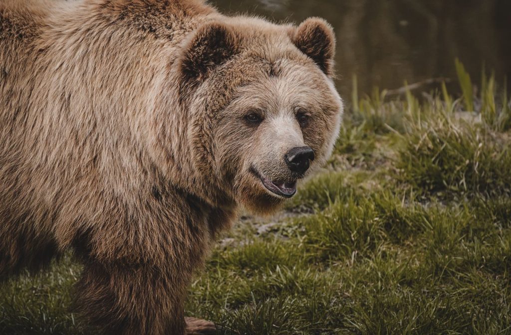 Majestic Grizzly bear captured up close, showcasing its brown fur and powerful presence in a natural habitat.