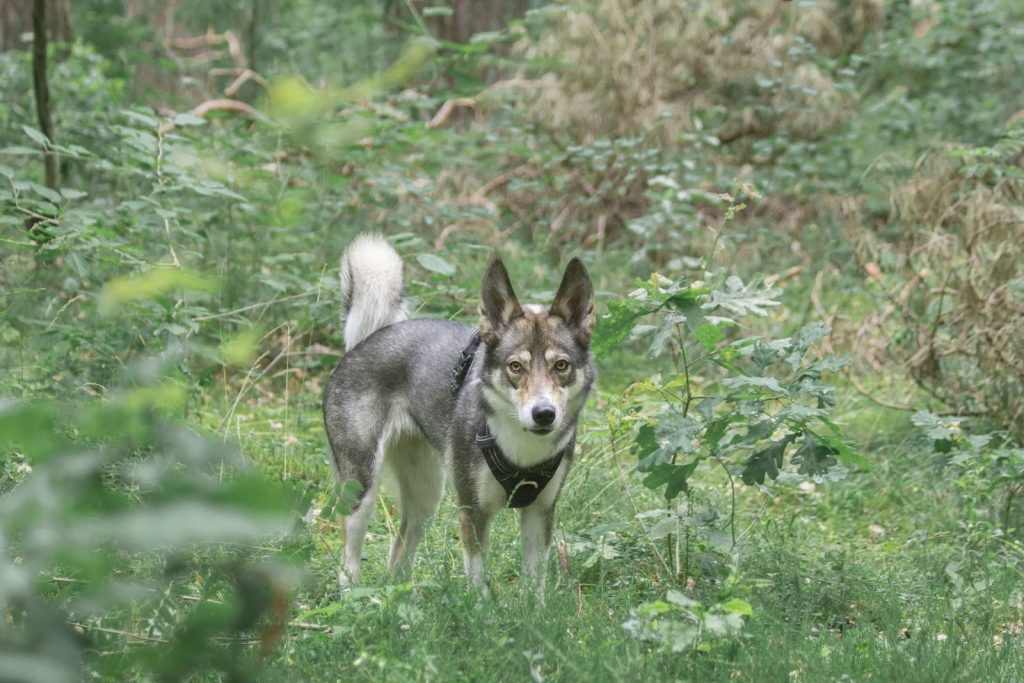 A Siberian Husky stands alert in a lush, green forest with a soft, blurred background.