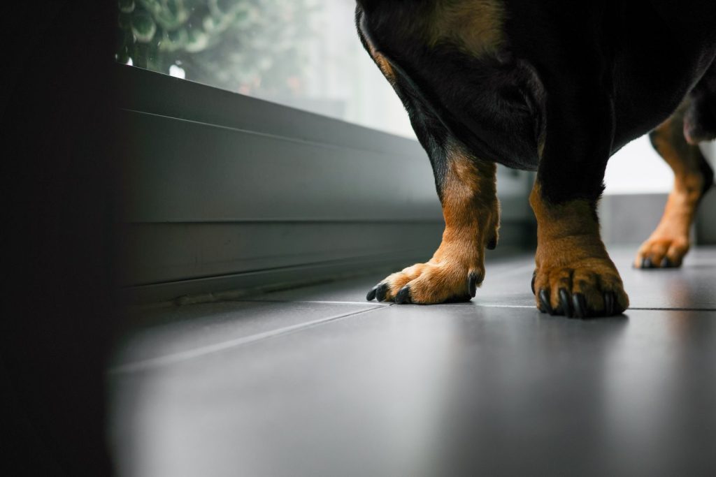 Detailed close-up of a Rottweiler's paws on a sleek floor indoors.