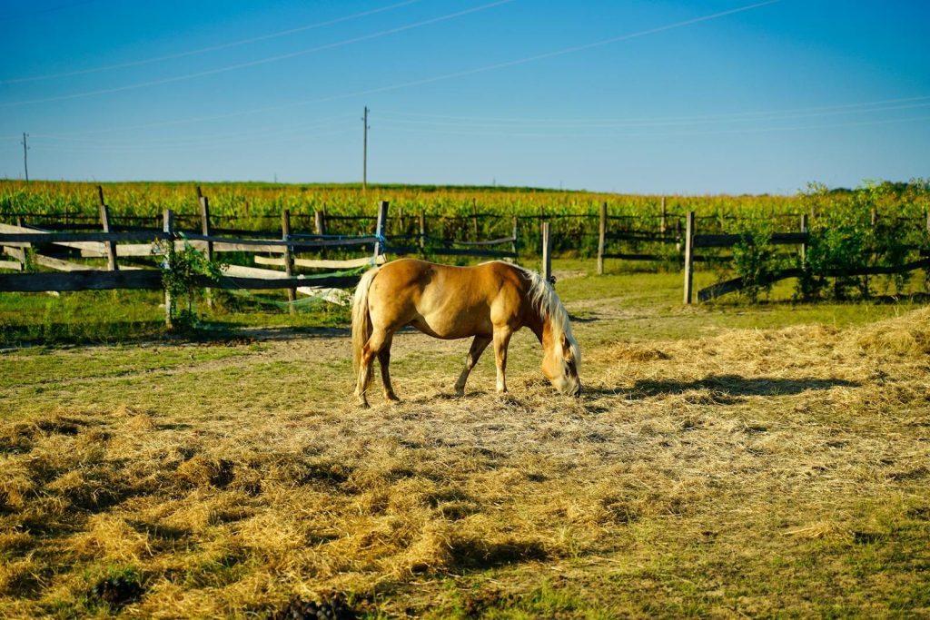 A golden horse peacefully grazes on a sunny farm pasture surrounded by wooden fences.