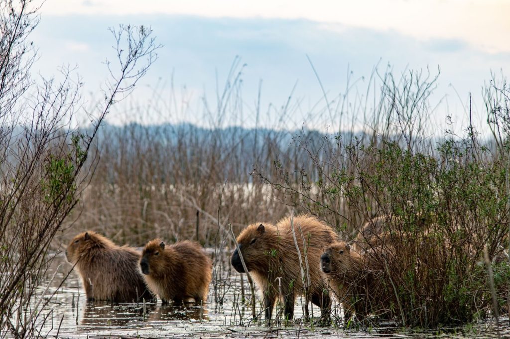 A group of capybaras navigating a wetland area in Mar del Plata, Argentina.
