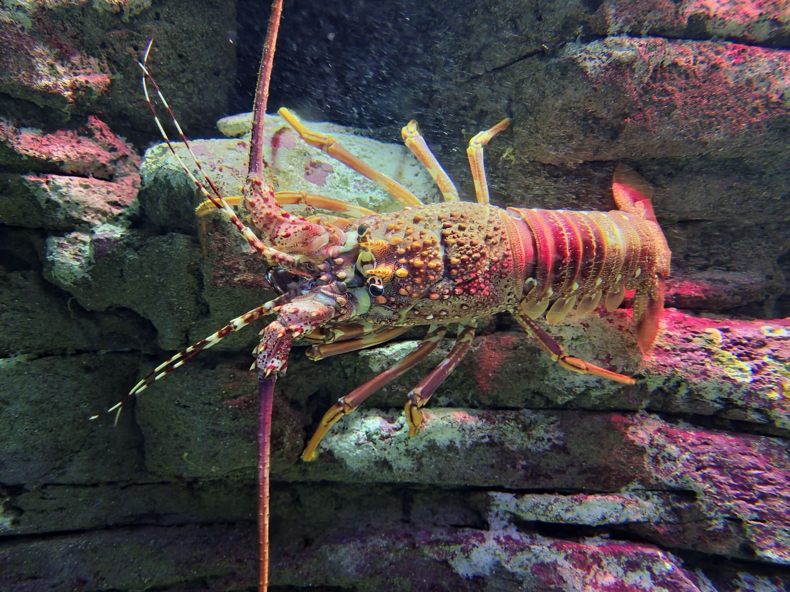 Detailed close-up of a spiny lobster resting on rocks underwater, highlighting its intricate texture.