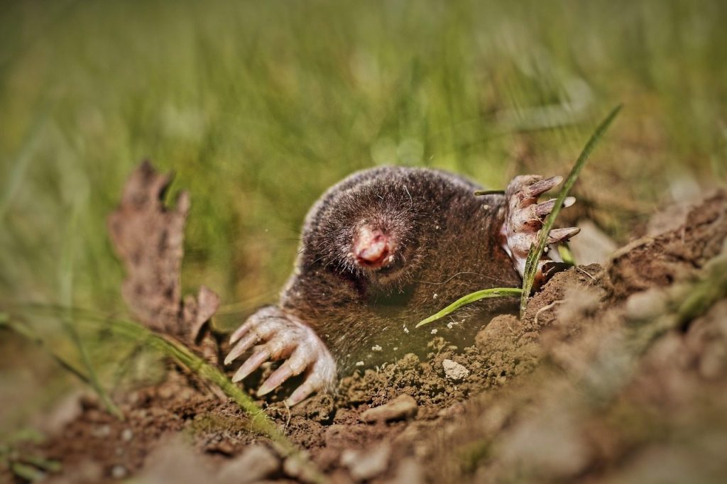 animal, mole, garden, meadow, mole pile, blind, nature, budding
