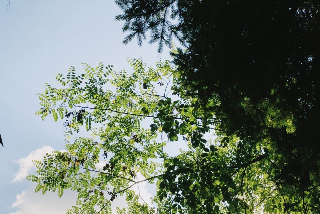 View from below of vibrant green leaves on a clear sunny day.