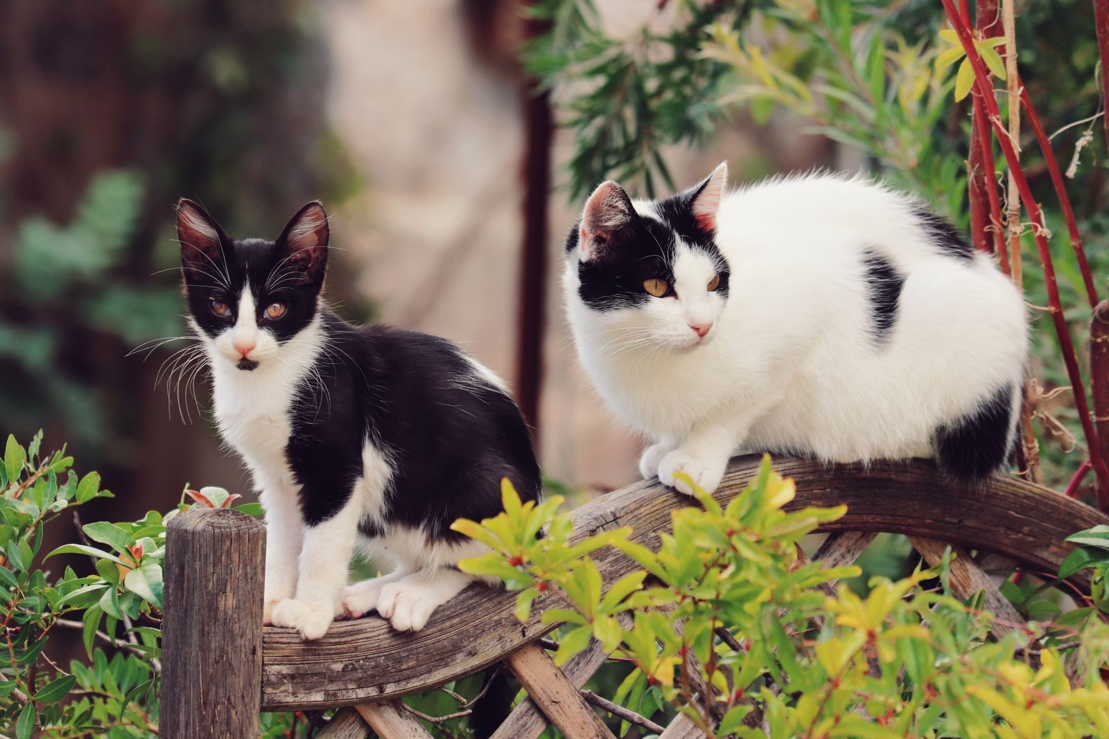 Two bicolor cats perched on a rustic wooden fence amidst garden greenery.