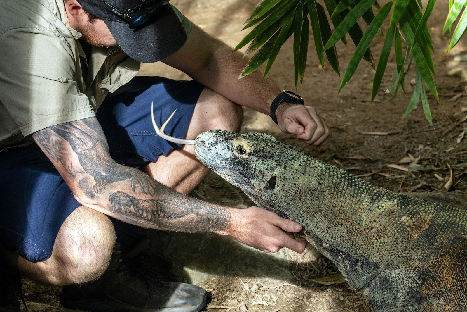 Man interacting with a komodo dragon.