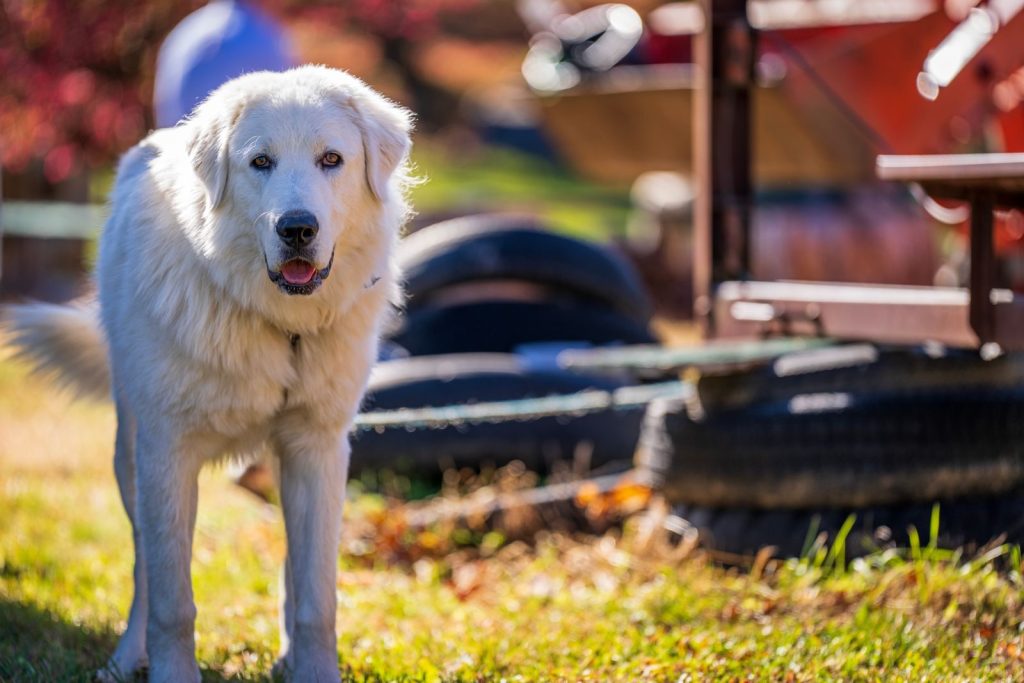 A beautiful Great Pyrenees dog standing alert with a blurred outdoor background.