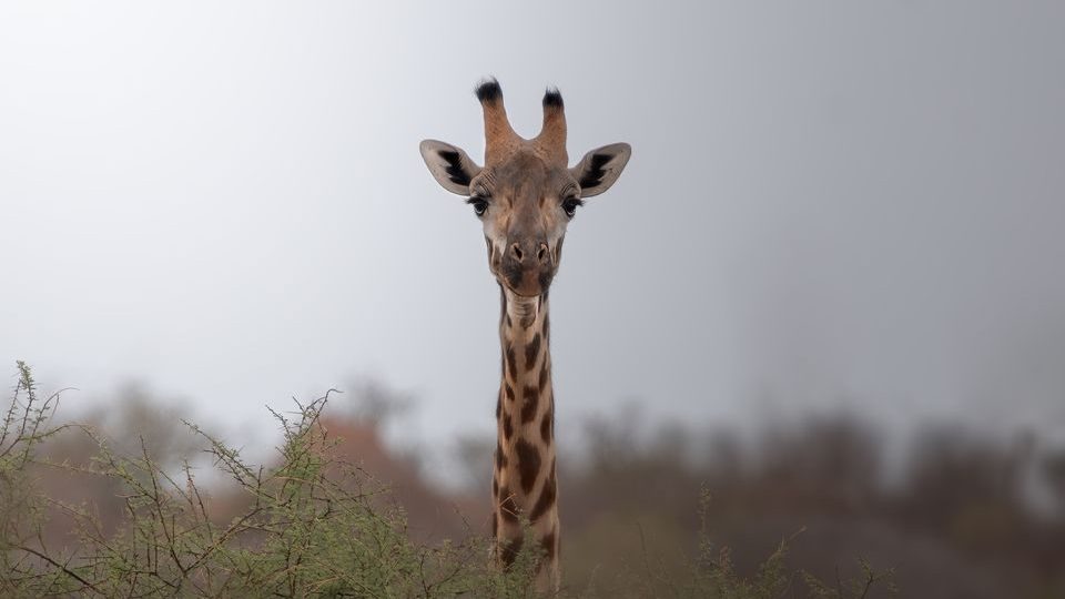 A stunning portrait of a giraffe in the natural habitat of Kitui County, Kenya.