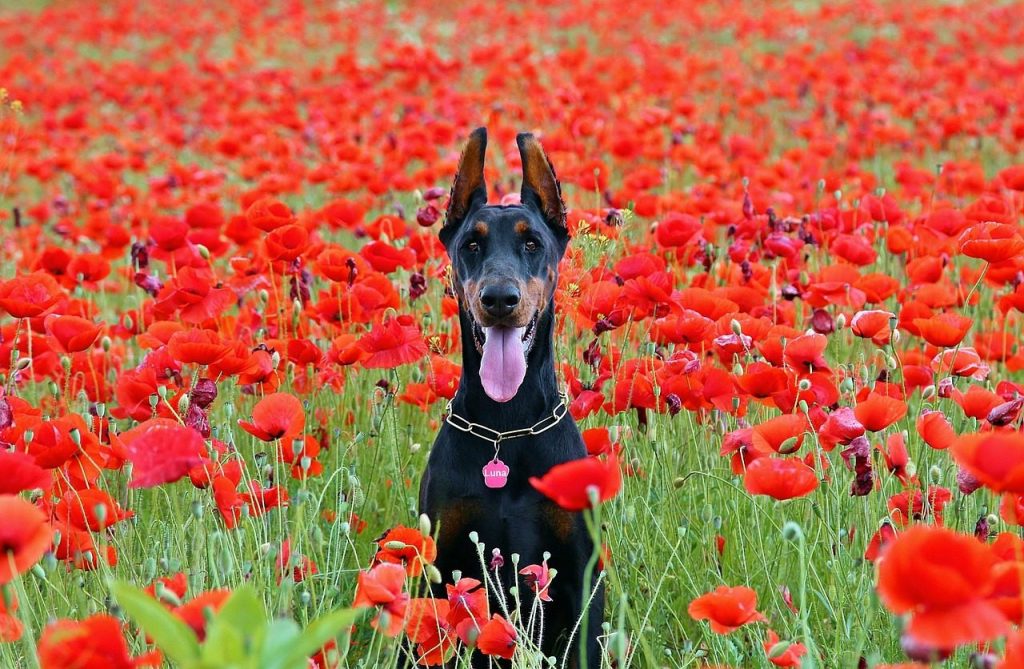 doberman dog, sitting, poppy, field, doberman dog, doberman dog, doberman dog, doberman dog, doberman dog, poppy