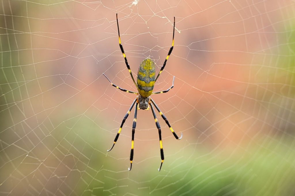 Macro shot of Trichonephila Clavata spider on its web in Roswell, Georgia.