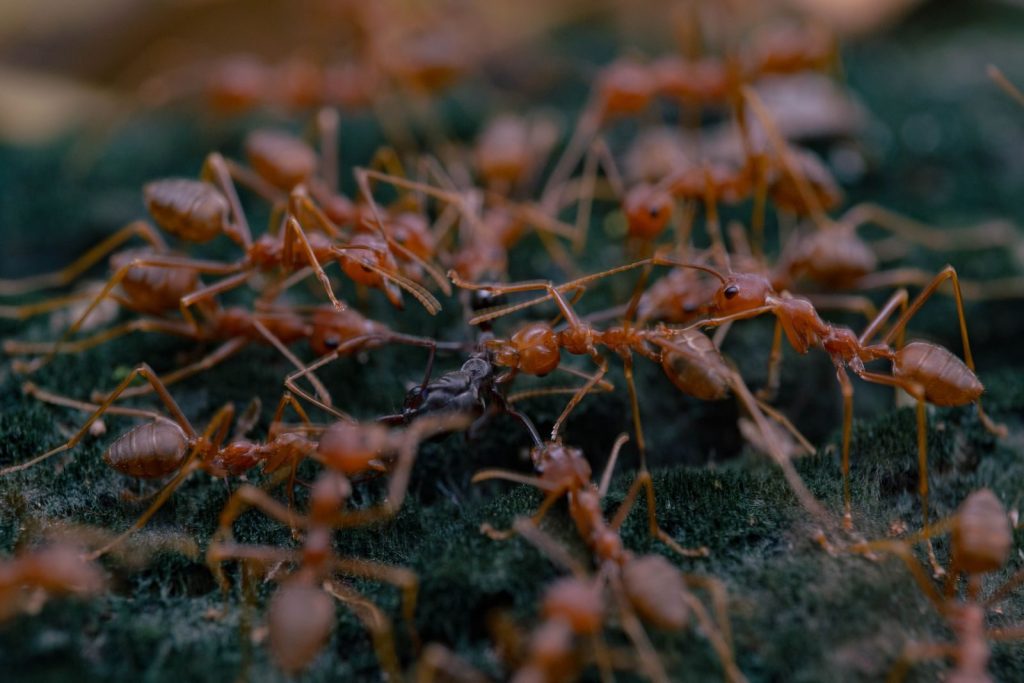 Close-up view of ants on a mossy surface, highlighting intricate insect interactions.